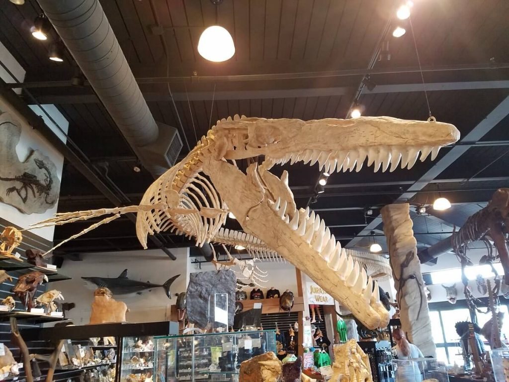 The Dinosaur Store Adventure Zone